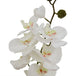 Large white butterfly orchid stem - Single Stem Flowers