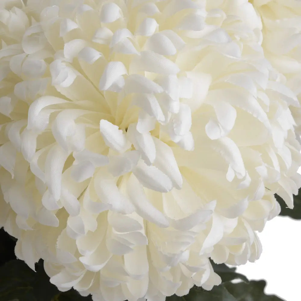 Large white chrysanthemum - Autumn Stems