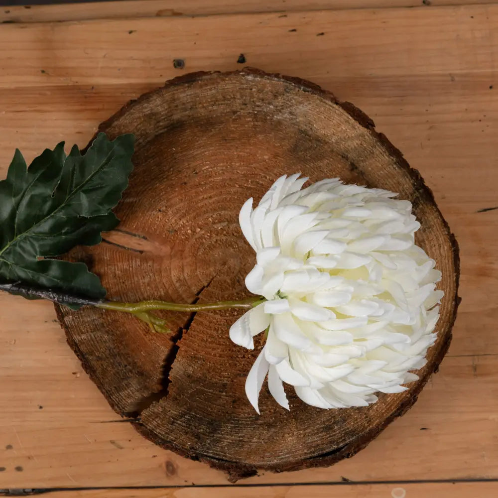 Large white chrysanthemum - Autumn Stems