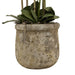 Large white orchid in antique stone pot - All Artificial