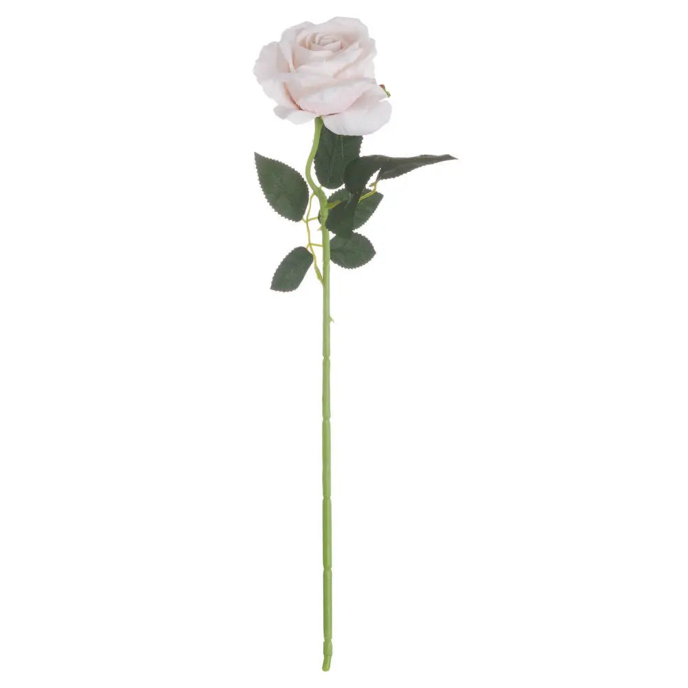 Pastel pink tea rose - Single Stem Flowers