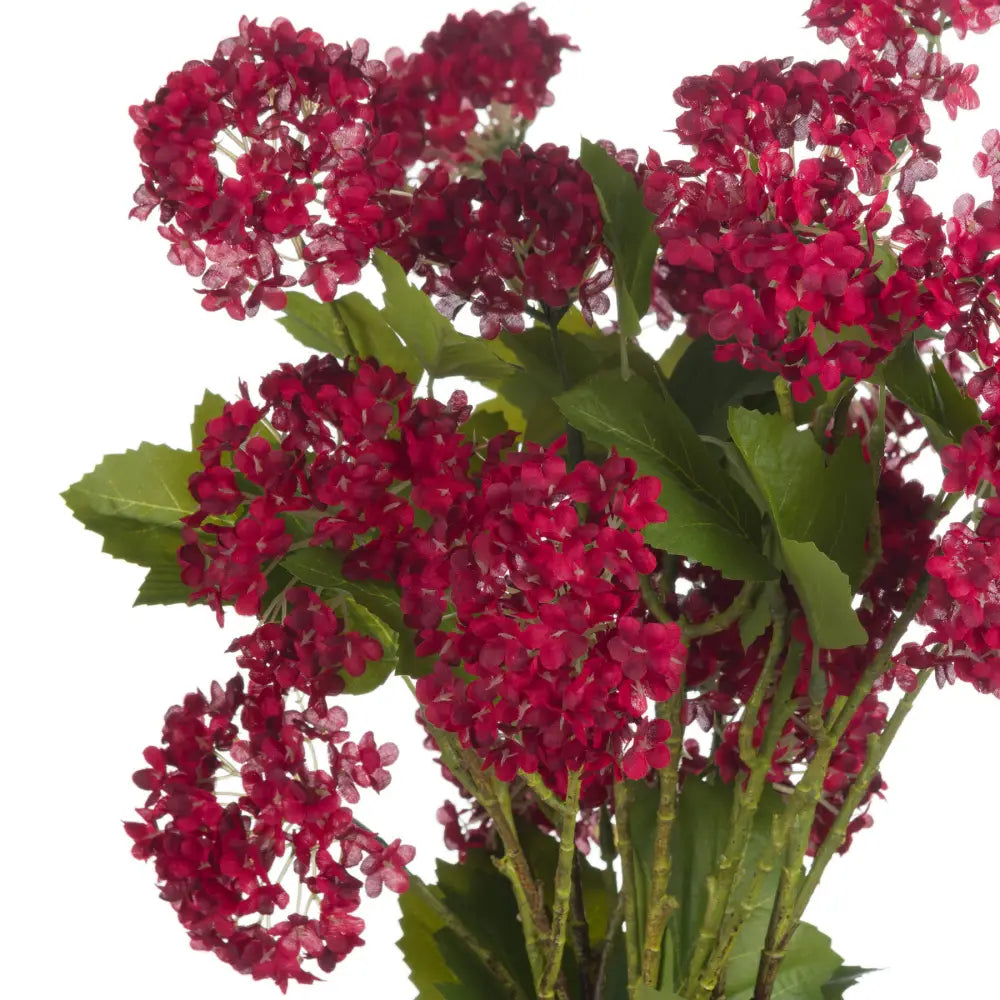 Red autumnal viburnum - Autumn Stems