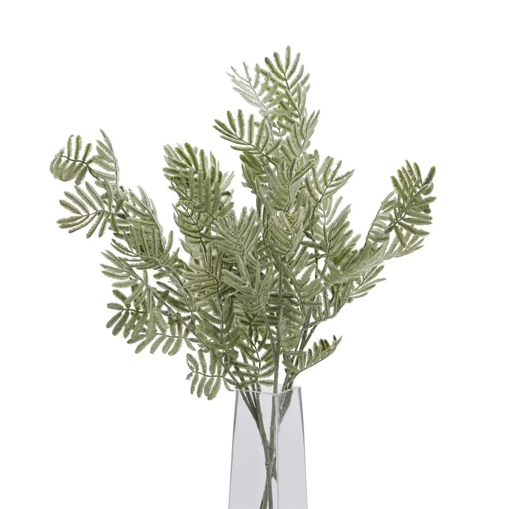 Silver wattle leaf - Festive Flowers & Foliage