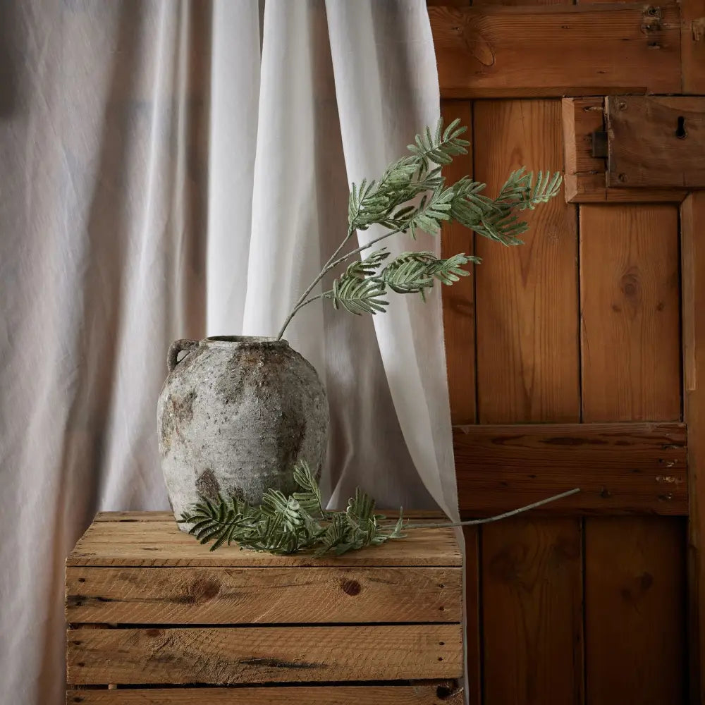 Silver wattle leaf - Festive Flowers & Foliage