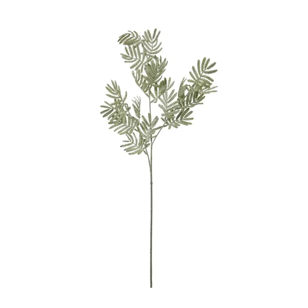 Silver wattle leaf - Festive Flowers & Foliage