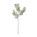 Silver wattle leaf - Festive Flowers & Foliage