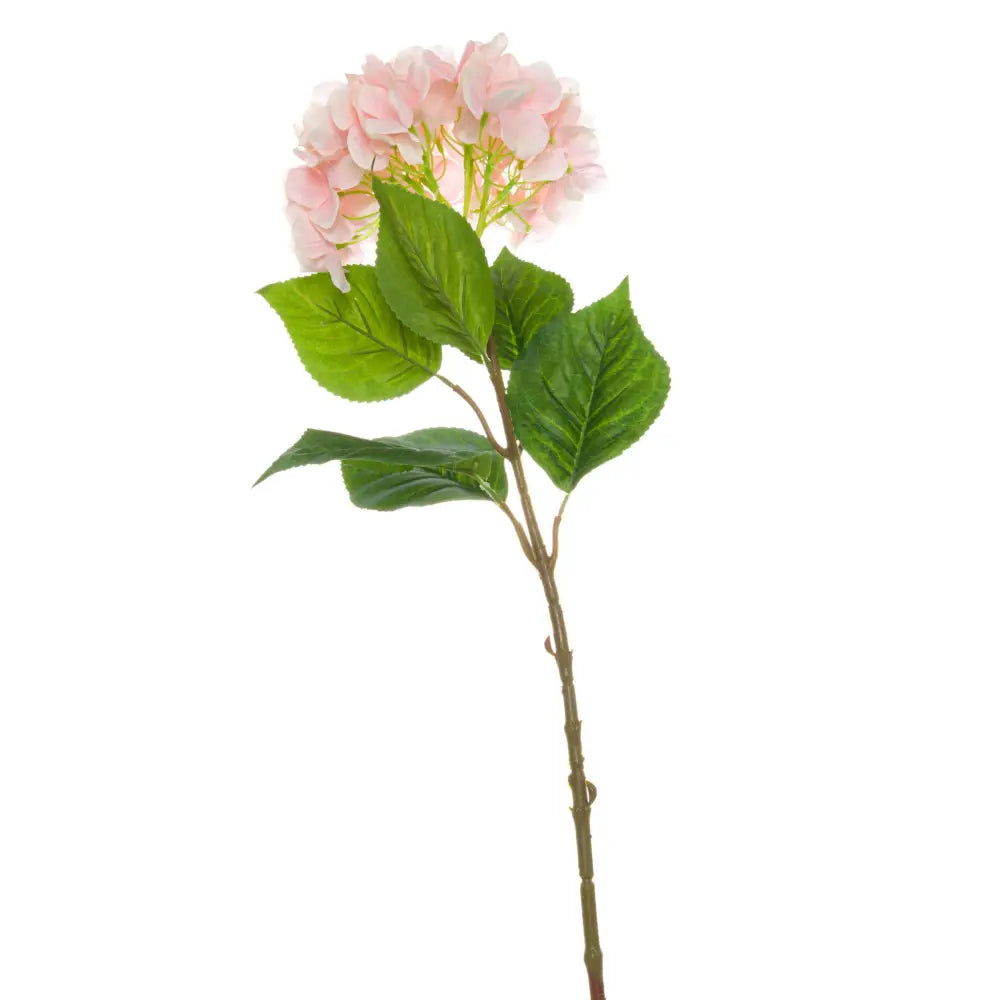 Single pink hydrangea - Single Stem Flowers