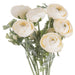 Soft cream ranunculus - Spring Stems