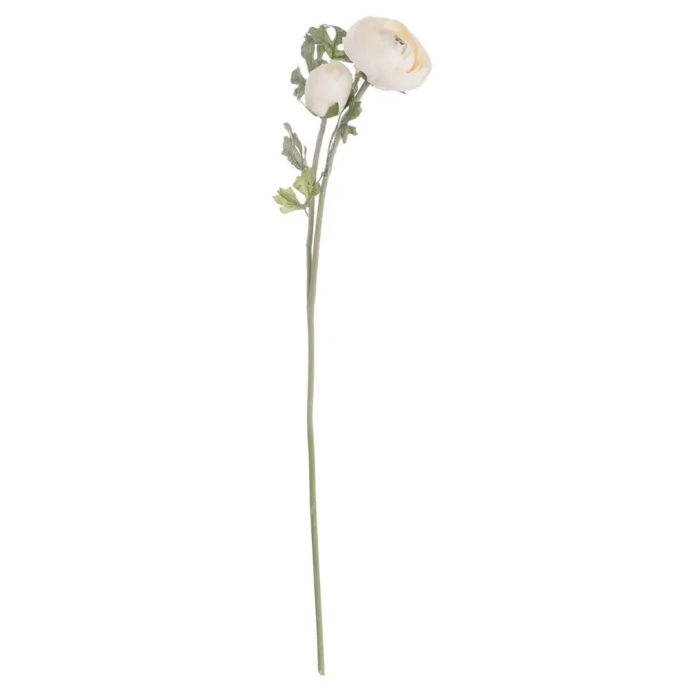 Soft cream ranunculus - Spring Stems