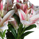 Stargazer lily - Single Stem Flowers