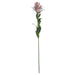 Stargazer lily - Single Stem Flowers