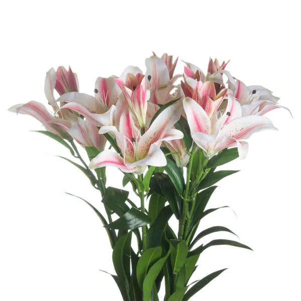 Stargazer lily - Single Stem Flowers