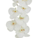 Tall white butterfly orchid stem - Single Stem Flowers