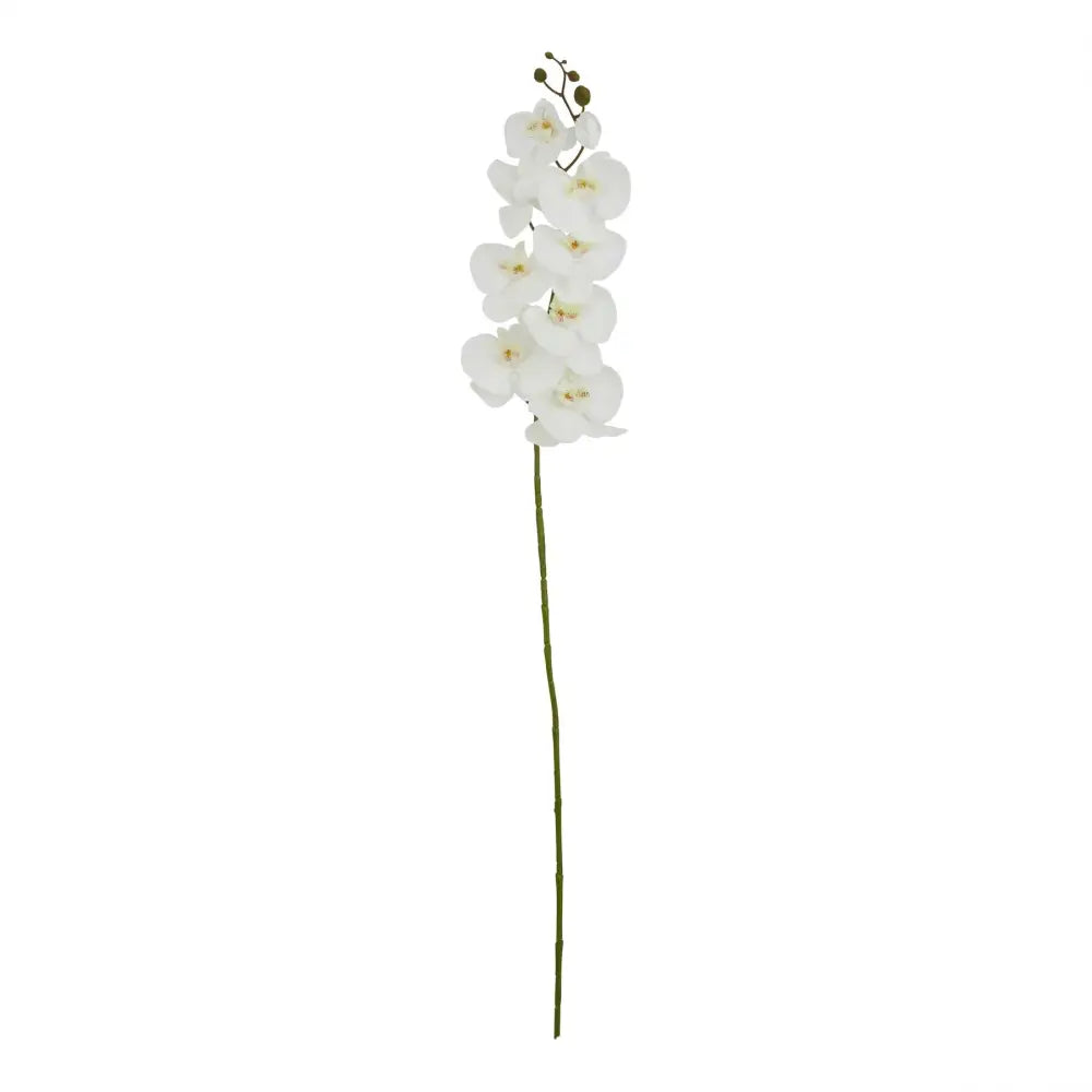 Tall white butterfly orchid stem - Single Stem Flowers