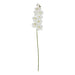 Tall white butterfly orchid stem - Single Stem Flowers