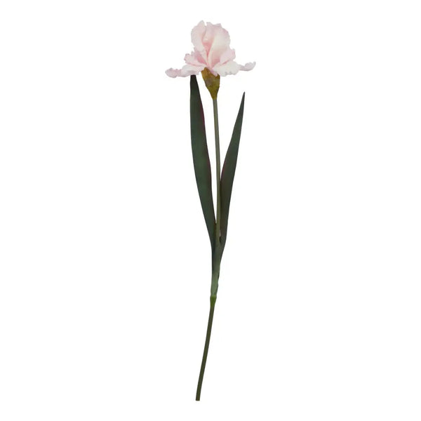 The natural garden collection pale pink fringed iris