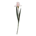 The natural garden collection pale pink fringed iris