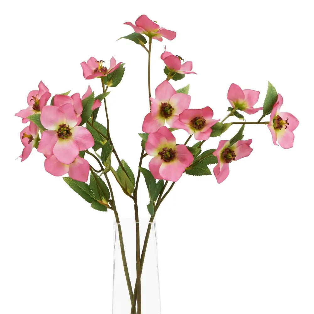 The natural garden collection pink varigated hellibore