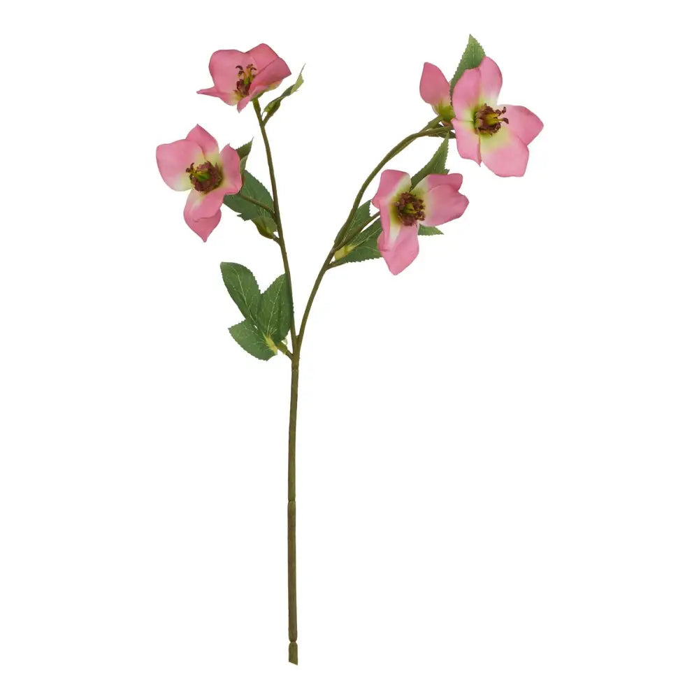 The natural garden collection pink varigated hellibore