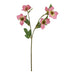 The natural garden collection pink varigated hellibore