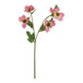 The natural garden collection pink varigated hellibore