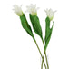 The natural garden collection white parrot tulip - Spring