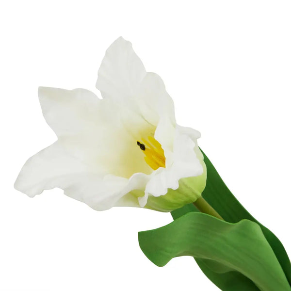 The natural garden collection white parrot tulip - Spring