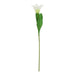 The natural garden collection white parrot tulip - Spring