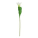 The natural garden collection white parrot tulip - Spring