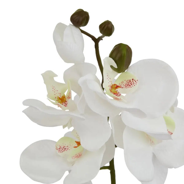 White butterfly orchid stem - Single Stem Flowers