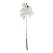 White butterfly orchid stem - Single Stem Flowers