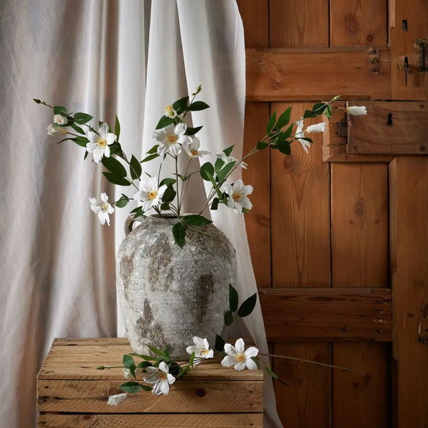 White florida clematis - Summer Stems