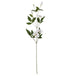 White florida clematis - Summer Stems