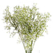 White gypsophila spray - Spring Stems