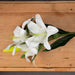 White lily - Single Stem Flowers