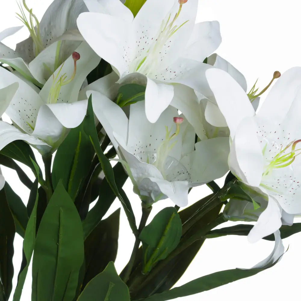 White lily - Single Stem Flowers