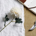 White short chrysanthemum - Autumn Stems