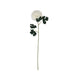 White short chrysanthemum - Autumn Stems