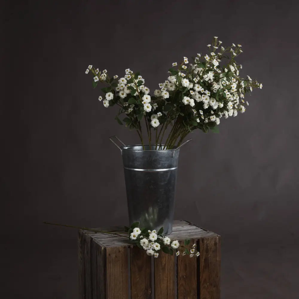 White wild meadow rose - Single Stem Flowers