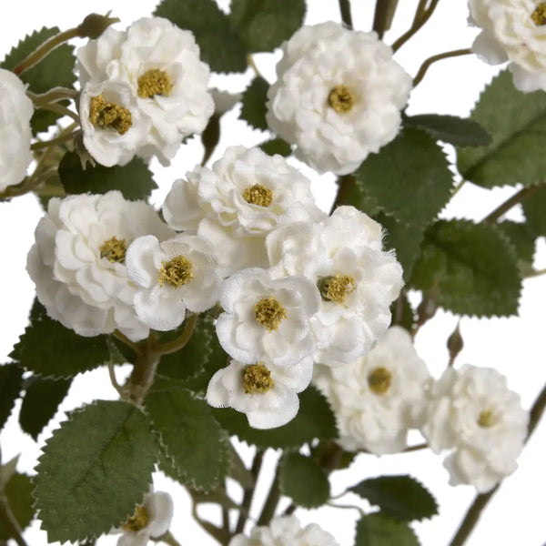 White wild meadow rose - Single Stem Flowers