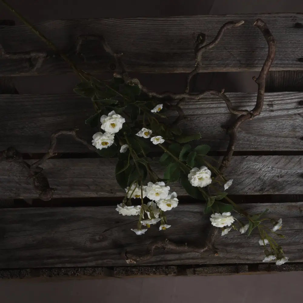 White wild meadow rose - Single Stem Flowers