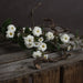 White wild meadow rose - Single Stem Flowers